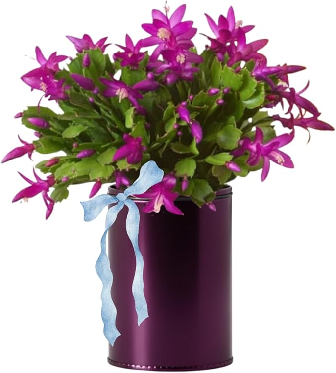 Christmas Cactus Plants Live, Thanksgiving Cactus Easter Cactus Like, 4-8 Inc Tall, Cold Hardy, Holiday Cactus for Indoor Outdoor Planting, Starter Size (Vibrant Pink)
