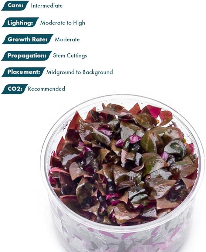 SubstrateSource Live Plants - Alternanthera Reineckii Rosanervig (Alternanthera reineckii) - Medium to High Light, Pink-Red, Midground to Background Placement, Pink Accents - Tissue Culture, 1 Pack