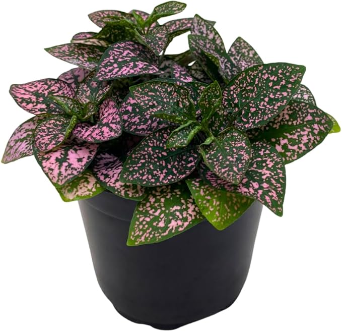 BubbleBlooms Pink Hypoestes Phyllostachya in a 4 inch Pot Polka Dot Flamingo Plant