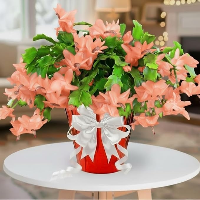 2 Christmas Cactus Plants Live, Starter Holiday Thanksgiving Cactus Plant for Indoor Outdoor Houseplants, Fasle Easter Cactus Plants Like, Cold Hardy, 5-9" in Tall, No Pot (Salmon)