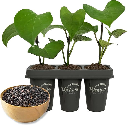 Black Pepper Plant - 3 Live Starter Vines - Piper Nigrum - Grow Your Own Spices in The Garden