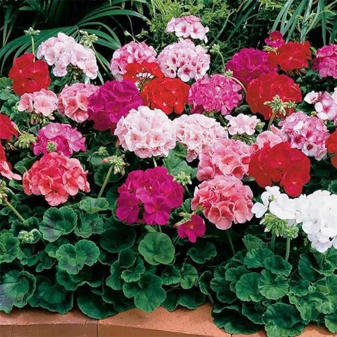 Maverick Series Geranium Mix ~10 Seeds – Pelargonium x hortorum – Non-GMO, Annual – Compact 12-18" Plants – 4-6" Blooms – for Containers, Borders & Flower Beds – 91-105 Days