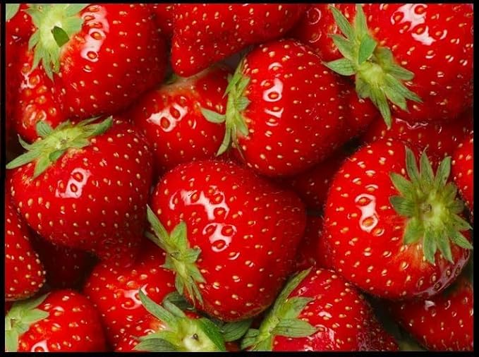Jewel Strawberry Plants for Growing - Fruit Very Firm, Sweet, High Yields (20 Plants)