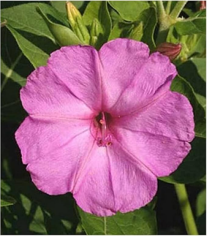 80 Pink Four O'Clock Seeds - Tender Perennial That Reseeds Easily