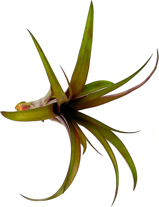 ragnaroc Air Plants - Tillandsia Red Capitata, Large 5-7” - 1ct - Live Arrival Guaranteed - House Plants for Home Decor & Gift