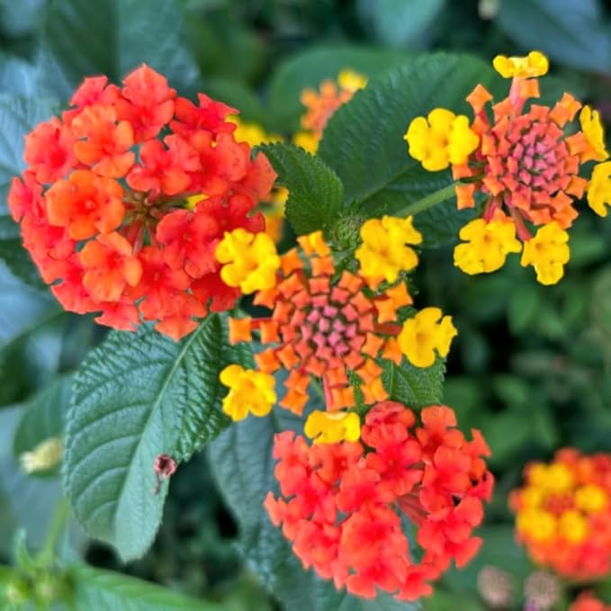 2 Trailing Lantana Plants Live, Lantana Live Plants for Planting Outdoors Between 5 and 7 Inc Long Garden (Orange)