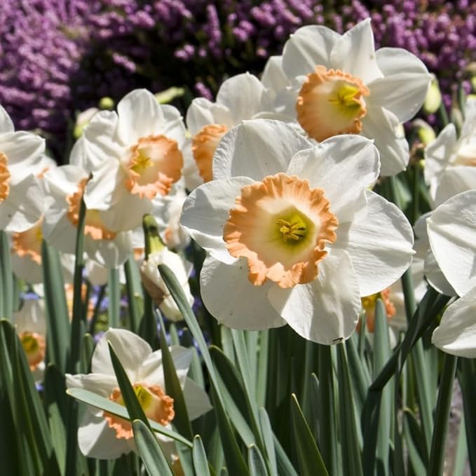 Pink & White Dutch Daffodil Flowers – 6 Bulbs + Bonus Hummingbird Feeder | Large Cupped Perennials - Spring Bloom | Hardy in Zones 3–8 | Butterfly & Bee Attracting-Deer Resistant