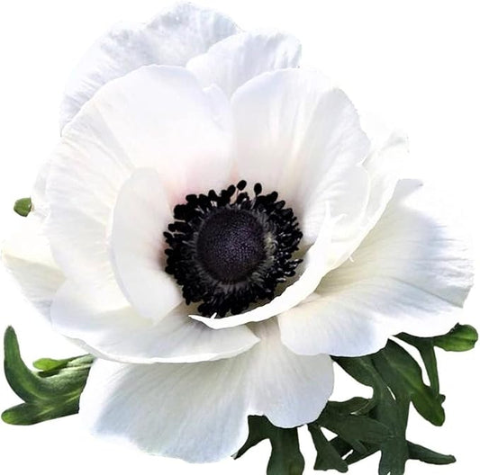 Easy to Grow Anemone Italian Mistral Plus Bianco Centro Nero - 10 Plant Bulbs, Beautiful White Flowers in Spring Gardens Full Sun