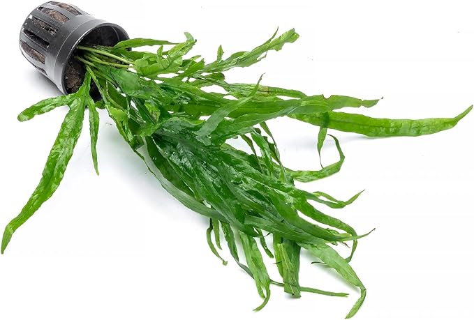 SubstrateSource Java Fern Live Aquarium Plants - Potted Freshwater Plant for Fish Tanks - Beginner Friendly, Low Light (Trident, 3 Pots)