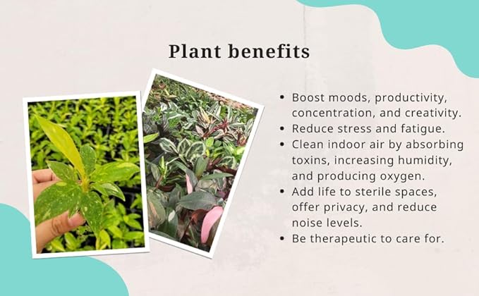 Aglaonema Snow White, Spring Snow, Live Plant in a 4 Inch Growers Pot, Live Indoor, Easy to Grow, Easy to Care, and Low Maintenance Houseplant,White Plants