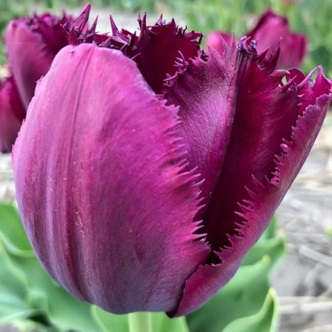 Curly Sue Fringed Tulip Flower Bulbs - 10 Bulbs per Pack - Good as Cut Flowers - Easy to Grow Live Plants - Outdoor Garden