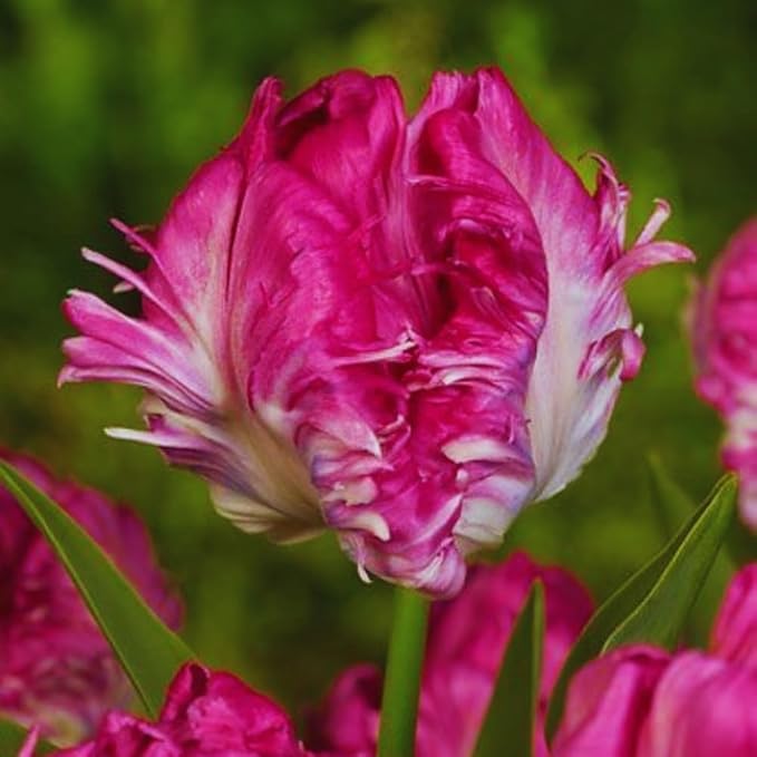15 Parrot Tulip Bulbs for Fall Planting, Tulip Spring Flower Bulbs Perennial Outdoor, Colorful Blooms Groundcover Bulb