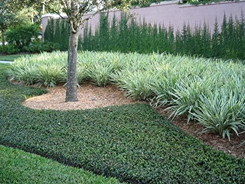 (3) - Asian Jasmine Vine - Starter Plants (4in) - (Pack of 3)