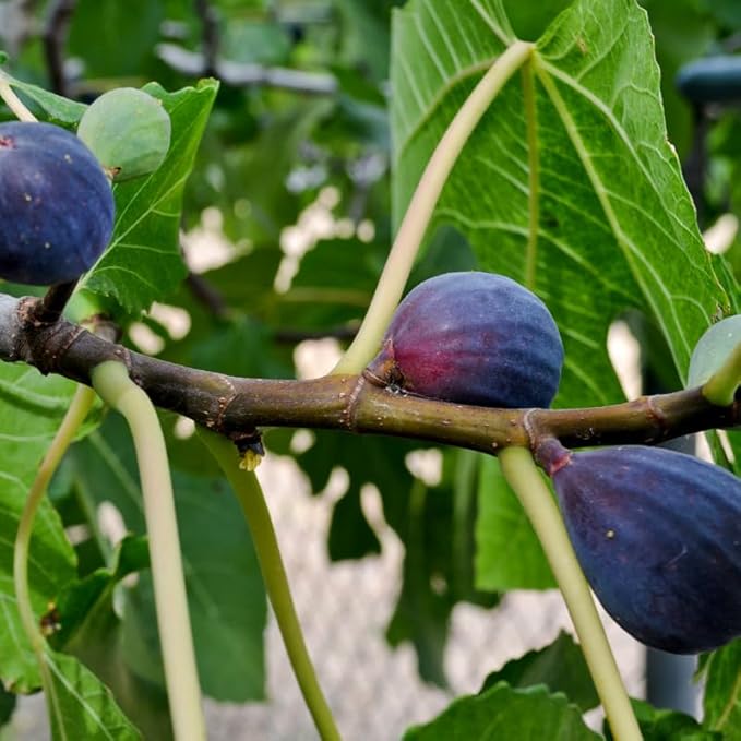 Fig Tree. Set of 4 Starter Live Plants (Collection)