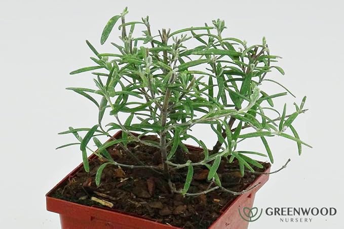 Greenwood Nursery: Live Perennial Plants - ARP Rosemary + Rosmarinus Officinalis - [Qty: 2X 3.5 Pots] - (Click for Other Available Plants/Quantities)