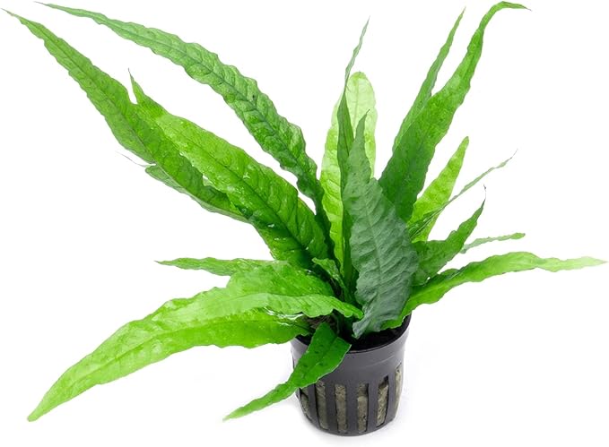 SubstrateSource Java Fern Live Aquarium Plants - Potted Freshwater Plant for Fish Tanks - Beginner Friendly, Low Light (Java Fern, 5 Pots)