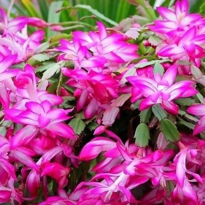 Set 2 Christmas Cactus Plants Live, Hanging Baskets Houseplants, Holiday Cactus Indoor Plants Live Well-Rooted 4-9" Tall, No Pot (Pink)