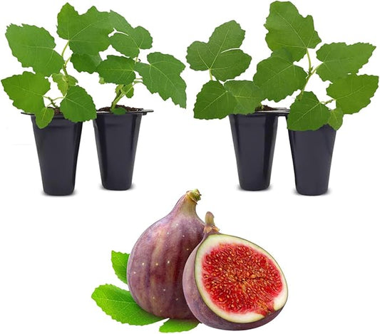 Fig Tree Celeste Live for Sale (4 Pack) | Easy to Grow Plants | Edible Fruit Plant for Sustainable Living | Grow Your own Food on Your Edible Organic Garden| Live for Planting| No Seeds
