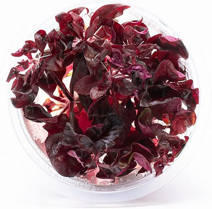 SubstrateSource Live Plant - Alternanthera Reineckii Lilacina Red Stem Tissue Culture Aquatic Live Aquarium Plant - 100% Snail Free in Vitro Cup (AR Lilacina)