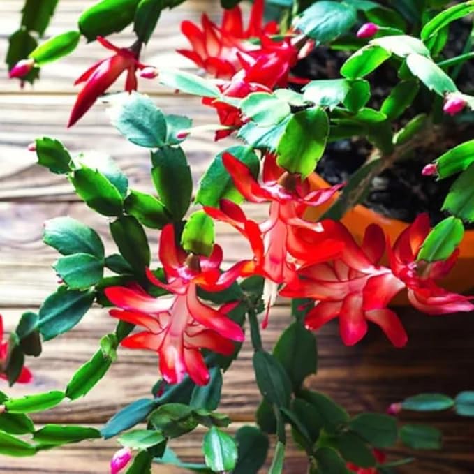 Set 2 Christmas Cactus Plants Live, Hanging Baskets Houseplants, Holiday Cactus Indoor Plants Live Well-Rooted 4-9" Tall, No Pot (Red)
