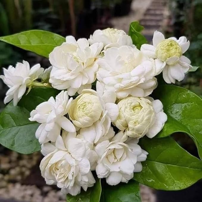 Jasmine Plant, Fragrant Jasmine Flower Vine 4-8 Inches Well Rooted for Container, Hanging Basket Growing (Duke of Tuscany)