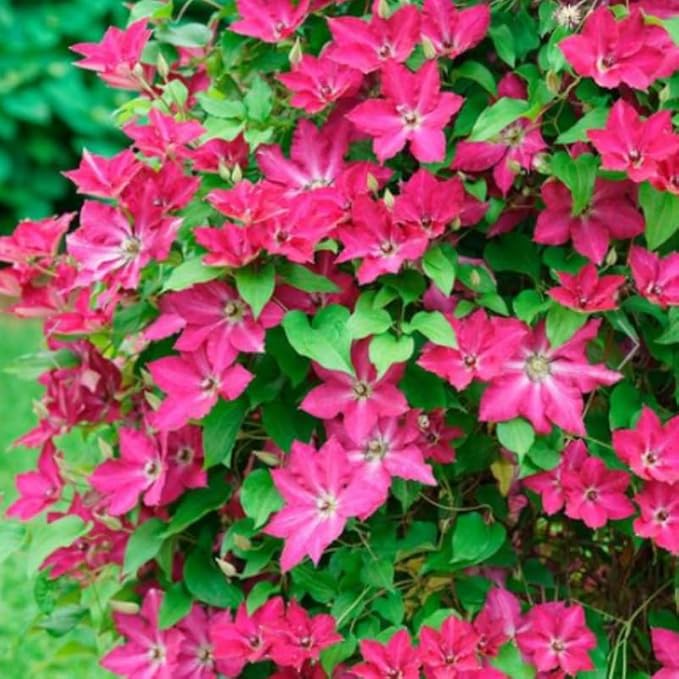 Pink Clematis Vine Plants Live in Pot, 8 Months Old Seedlings Climbing Flowering, Outdoor Trellis Fences, Cold Hardy
