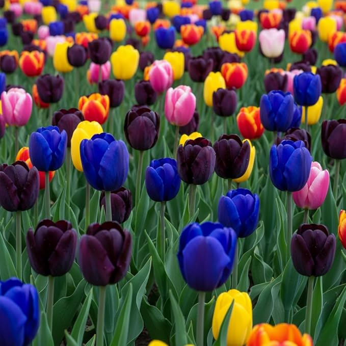 20 Mixed Tulip Flower Bulbs for Fall Planting, 11/12 cm Top Size Tulip Bulbs Bulk Pack of Colorful Tulips for Spring Blooms, Grow Flowerbeds, Fresh Harvest