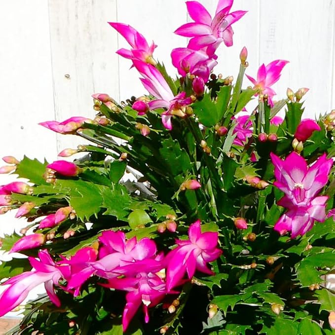 Set 2 Christmas Cactus Plants Live, Hanging Baskets Houseplants, Holiday Cactus Indoor Plants Live Well-Rooted 4-9" Tall, No Pot (Pink)