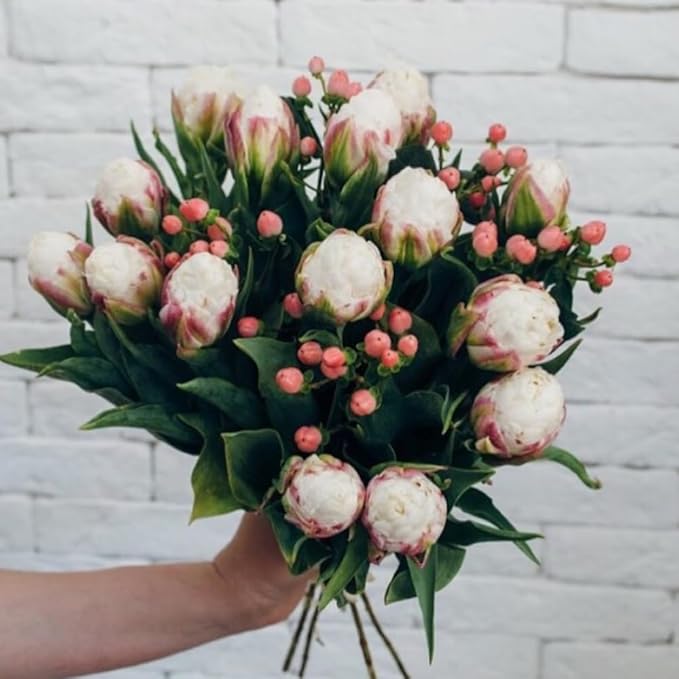 15 Ice Cream Tulip Bulbs for Fall Planting, Tulip Spring Flower Bulbs Perennial Outdoor, Colorful Blooms Groundcover Bulb