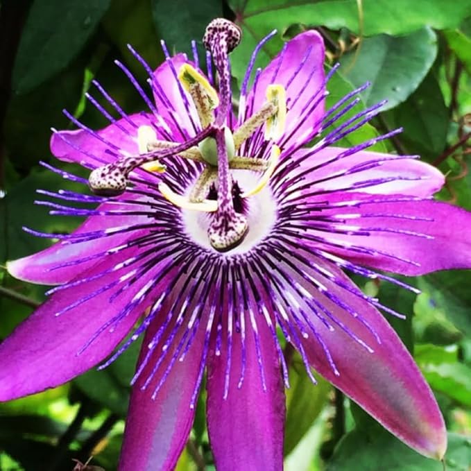 Passion Flower Plant Live, 5 to 8 Inch Tall Passiflora Vine, Fragrant Climbing Plant for Garden or Trellis, No Pot, Well-Rooted (Lavender Passion Flower)