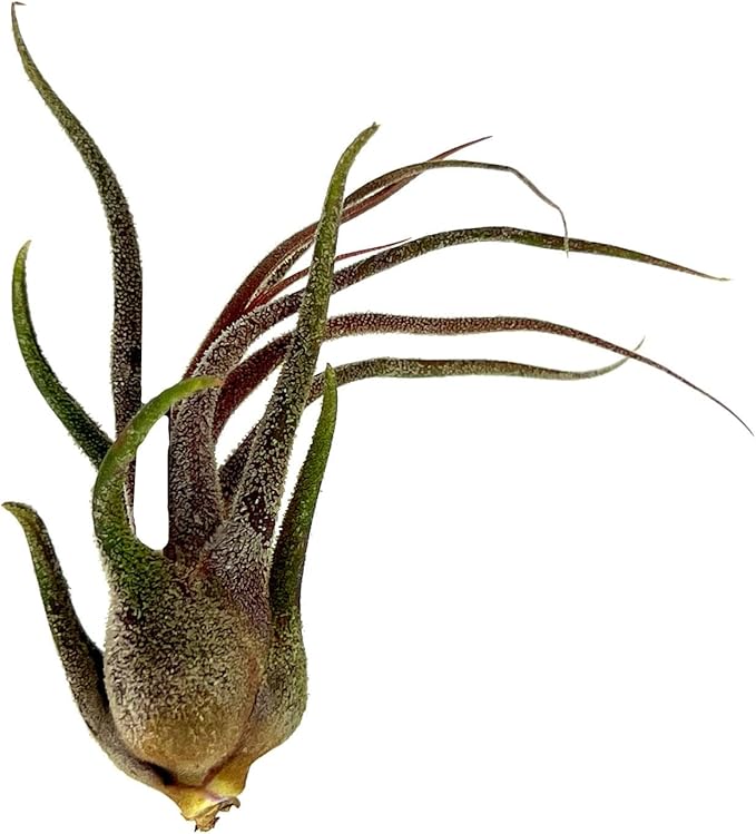 ragnaroc Air Plants - Tillandsia Pruinosa, Large 3-5" - 5ct - Live Arrival Guaranteed - House Plants for Home Decor & Gift
