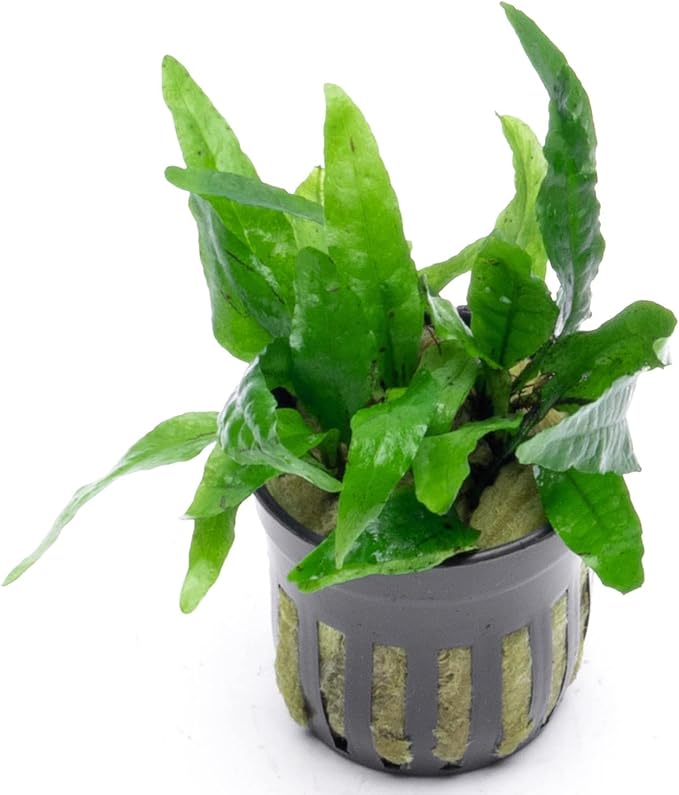 SubstrateSource Java Fern Live Aquarium Plants - Potted Freshwater Plant for Fish Tanks - Beginner Friendly, Low Light (Narrow Mini, 3 Pots)