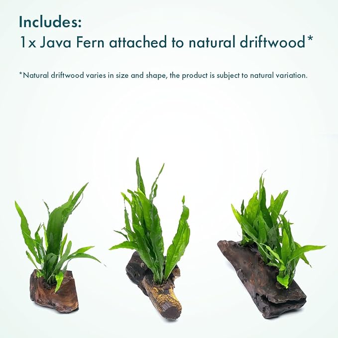 SubstrateSource Live Aquarium Plants on Driftwood, Lava Rock, Moss Mat - Freshwater Fish Tank Plants (Java Fern, Driftwood (Small))