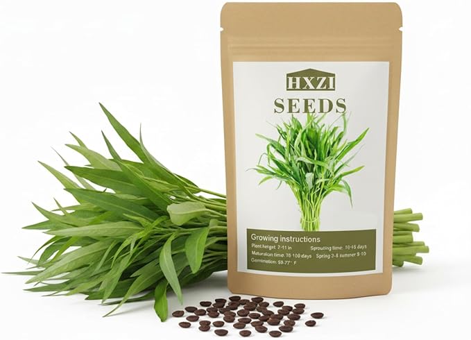 1000 Kangkong Seeds for Planting – Rau Muong Seeds Vietnam Variety – Kong Xin CAI Ong Choy Asian Vegetable for Filipino & Vietnamese Garden Growing