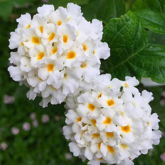 2 Trailing Lantana Plants Live, Lantana Live Plants for Planting Outdoors Between 5 and 7 Inc Long Garden (White)
