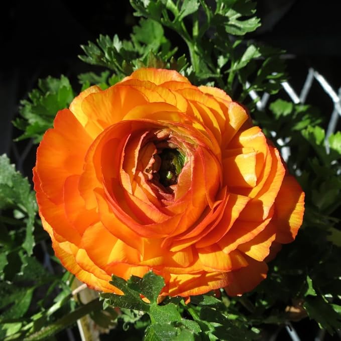 25 Ranunculus Bulbs for Fall Planting, Perennial Flowers Bulbs for Gardens, Vibrant Peony Buttercup Corms for Outdoor Borders (Orange Ranunculus Bulbs)