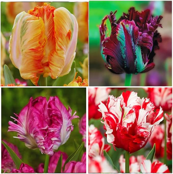 15 Parrot Tulip Bulbs for Fall Planting, Tulip Spring Flower Bulbs Perennial Outdoor, Colorful Blooms Groundcover Bulb