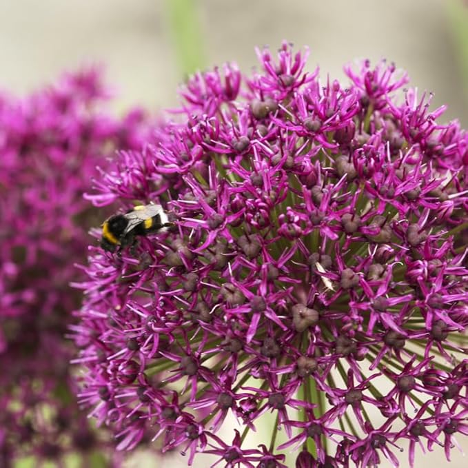 Ostara Allium Flower Bulb Value Pack | Perennializing 12" Purple Flowers | Attract Butterflies to Your Garden | 5 Bulb Pack