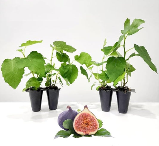 Fig Tree Brown Turkey Live for Sale (4 Pack) | Easy to Grow Plants | Edible Fruit Plant for Sustainable Living | Grow Your own Food on Your Edible Organic Garden| Live for Planting| No Seeds