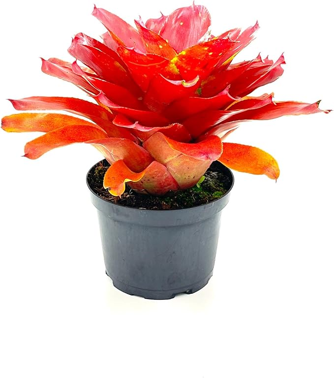 ragnaroc Live Plants – Bromeliad Neoregelia Lamberts Pride, 8-12" in 6" Pot - 1ct - Live Arrival Guaranteed - House Plants for Home Decor & Gift