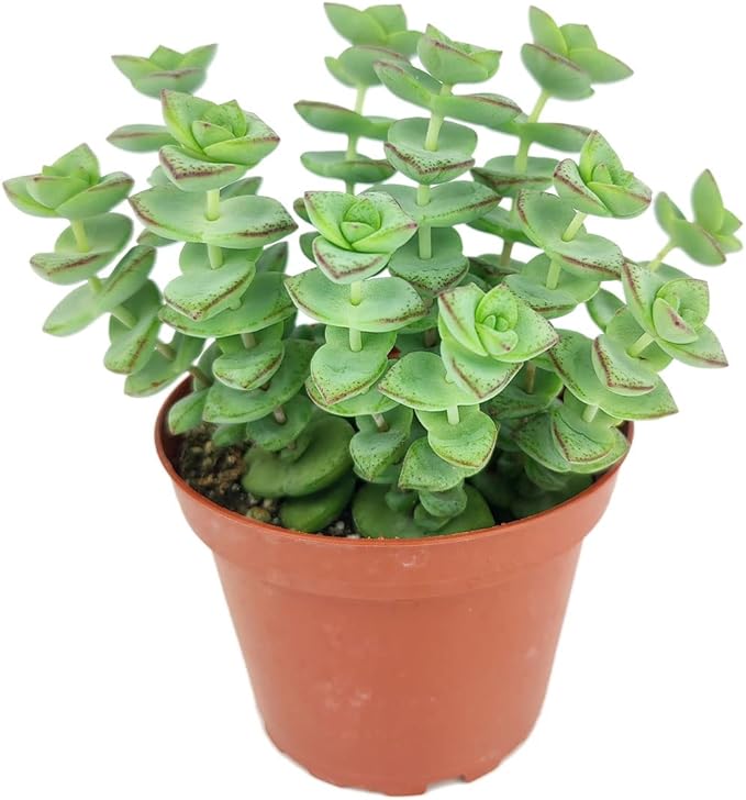 SUCCULENTS BOX String of Buttons Crassula Perforata (5"-7" Tall in 4" Grower Pot) - Live Healthy Unique Variegated Succulent for Home Office Decoration