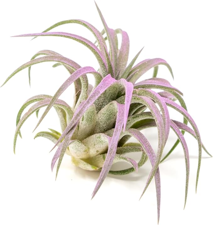 Lavender Colorful Tillandsia Air Plants - Long Lasting Color Enhanced Live Tillandsia Succulent House Plants - Home and Garden Decor - Easy Care Indoor and Outdoor Plants