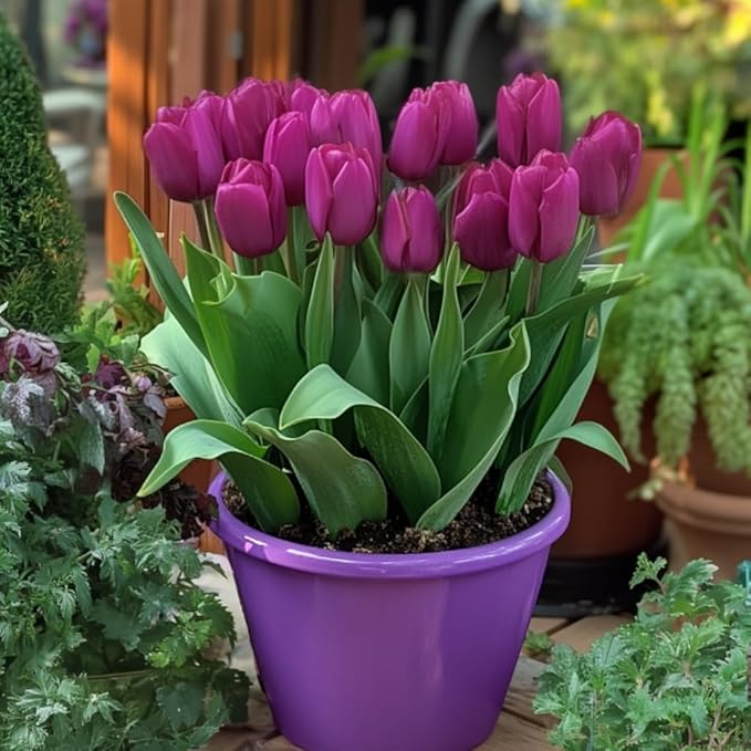 Purple Prince Tulip Bulbs – 50 Bulbs Easy Grow Perennial Tulips | Vibrant Early Spring Blooms | Fall Planting | Excellent for Cutting & Garden Borders