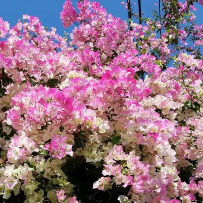 2 Bougainvillea Plants Live, Trailing Flowering Vines, 5-9” Tall, Well-Rooted Bougainvillea Trees for Outdoor Garden or Patio (White Pink Bougainvillea)
