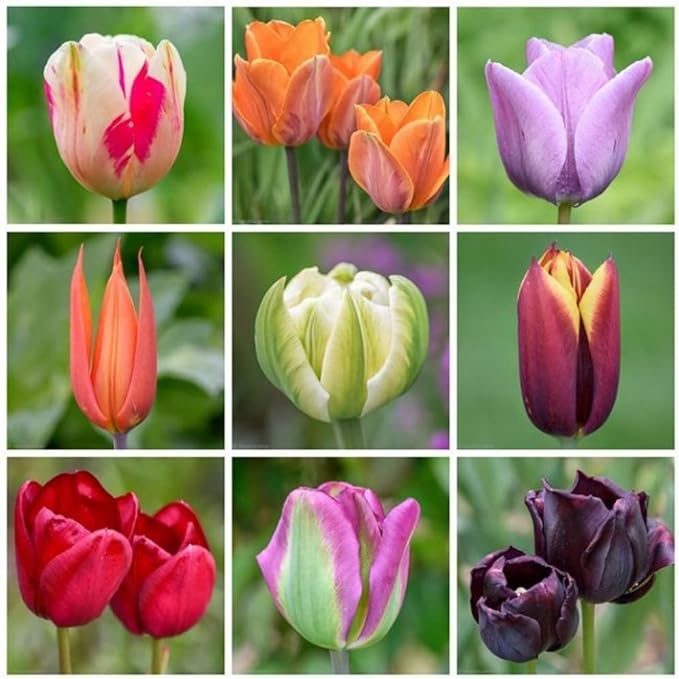 20 Tulip Bulbs for Fall Planting, Top Size Tulips Bulbs Perennial Flowers, Vibrant Spring Blooms, Easy Fall Planting (Mix Rare Tulip)