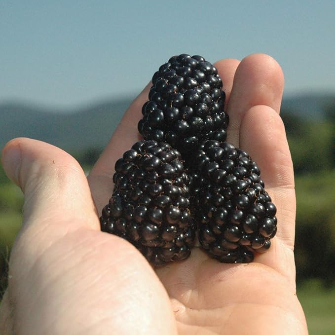 Burpee Thornless Blackberry Prime-Ark® 'Freedom' shipped as FIVE BARE ROOT PLANTS
