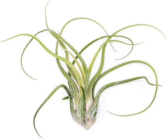Air Plant Shop XL Tillandsia Caput Medusae Air Plants - Live Tillandsia - Easy Care Indoor and Outdoor House Plants (Pack of 1)