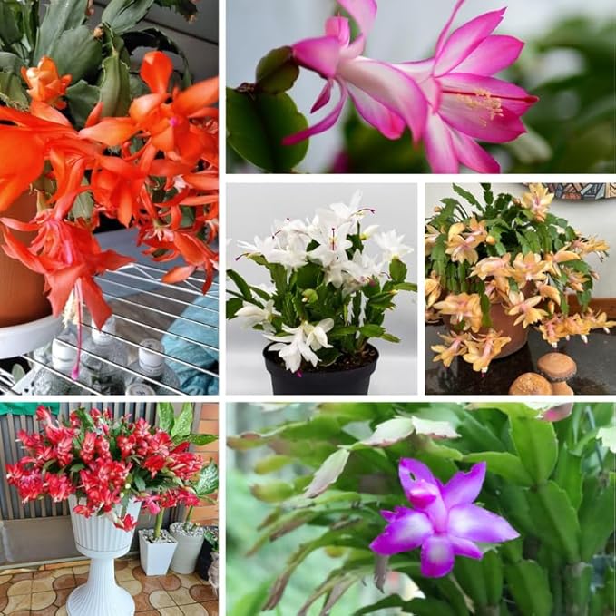 Thanksgiving Cactus Live Plant in 4" Pot, Holiday Christmas Cactus Plants Live, Winter Bloom, Indoor Planting, Ready to Blooms (Random)