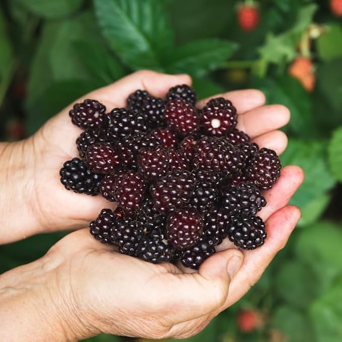BlackBerry Plants Sweetie Pie (4 Pack) Live for Sale | Easy to Grow Plants | Edible Fruit Plant for Sustainable Living | Grow Your own Food on Your Organic Garden | Live for Planting |