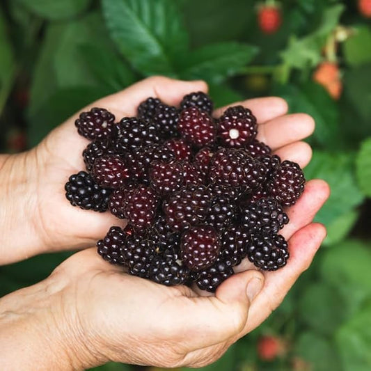 BlackBerry Plants Sweetie Pie (4 Pack) Live for Sale | Easy to Grow Plants | Edible Fruit Plant for Sustainable Living | Grow Your own Food on Your Organic Garden | Live for Planting |